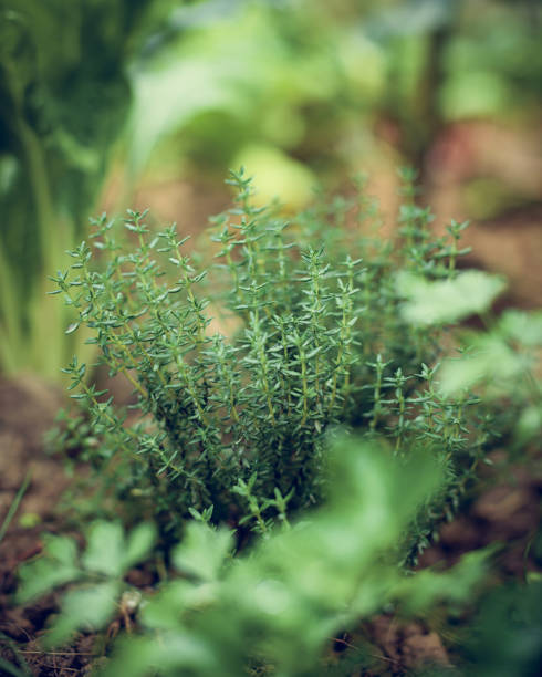 istock Selective closeup of Thymus sprouting plant in a garden 1463735398