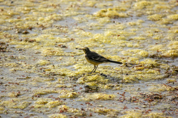 Closeup of a Citrine Wagtail (Motacilla citreola) Keoladeo National Park, India A closeup of a Citrine Wagtail (Motacilla citreola) Keoladeo National Park in Bharatpur, Rajasthan, India bharatpur stock pictures, royalty-free photos & images