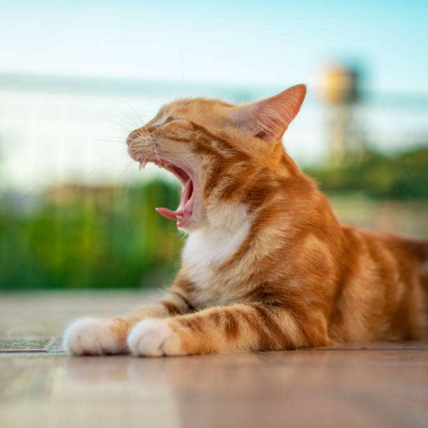 istock Selective closeup of a cute kitten yawning 1463735664