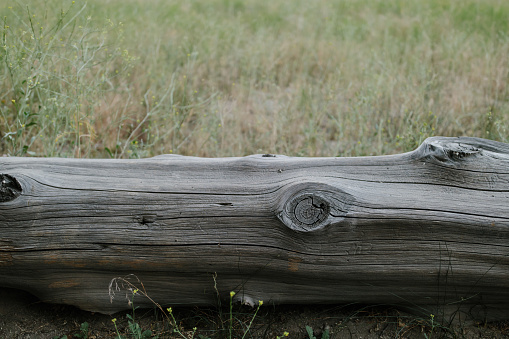 A closeup of a tree log in a meadow