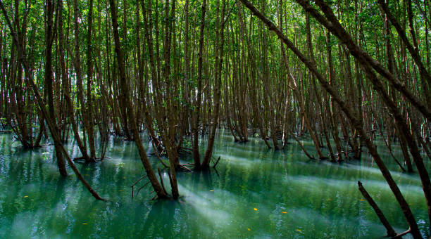 istock Mangrove forest in Chumphon National Park Thailand 1463738292