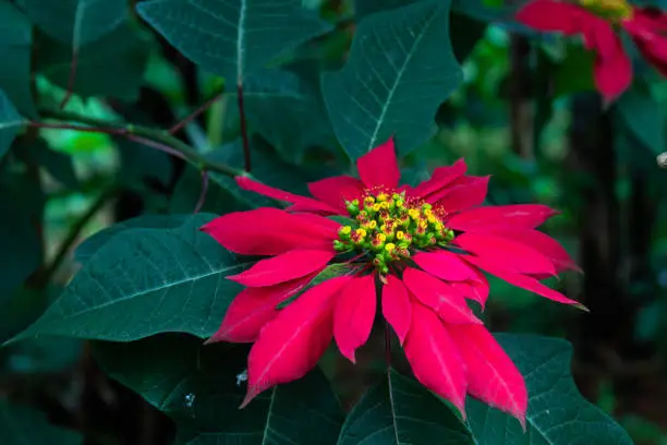 Photo of A poinsettia shows its large and brightly colored bracts i