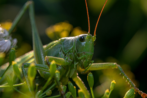 A macro shot of a common green grasshopper on a plant