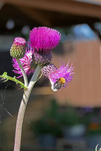 Melancholy Thistle flower with Tree Bee Purple Melancholy Thisle flower Latin name Cirsium heterophyllum with Tree Bee in an English garden bombus hypnorum pictures stock pictures, royalty-free photos & images
