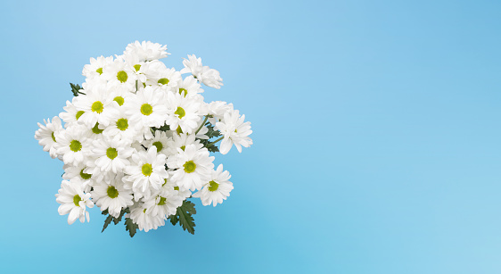 White daisy flowers bouquet. Flat lay on blue background with copy space