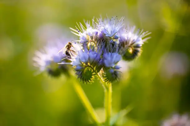 A shallow focus of a bee harvesting pollen from a phacelia flower