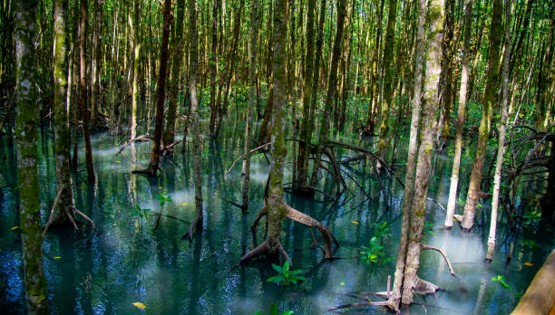 istock Mangrove forest in Chumphon National Park Thailand 1463749115