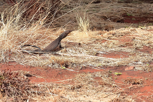 Sand goanna lizard -Tingka in Pitjantjatjara language- basking in the sun among dry straws of spinifex grass next to the path of the Mala section on the base walk. Petermann-North Territory-Australia.
