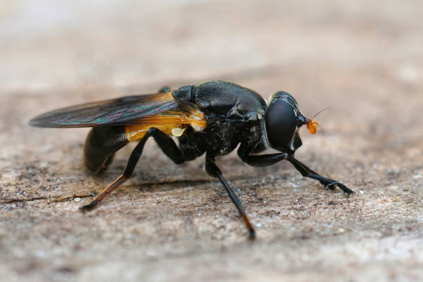 istock Closeup of a rarely photographed hoverfly species , Myolepta dubia. 1463752007