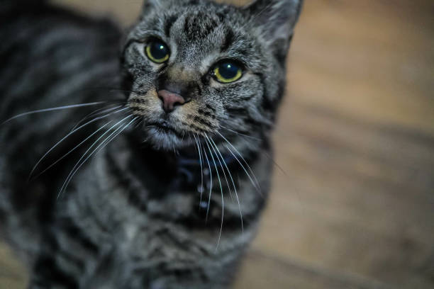 istock Selective focus of a gray cat looking upwards against a blurred background 1463752031