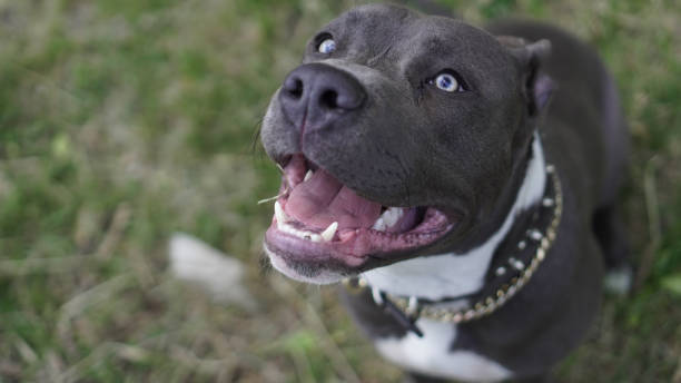 istock Selective focus of an American bully looking upward on a blurred background 1463752033