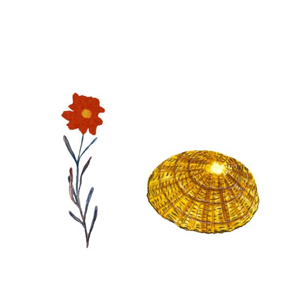 ilustrações, clipart, desenhos animados e ícones de flor do mar concha vermelha amarela aquarela do oceano do mar - label travel san diego california california