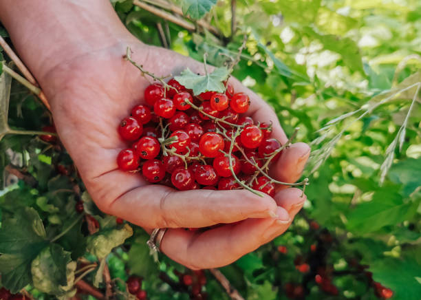 istock Close-up image of hand picking fresh red currant berries in garden. 1463752978