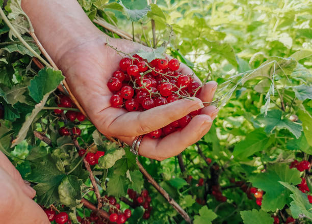 istock Close-up image of hand picking fresh red currant berries in garden. 1463752980