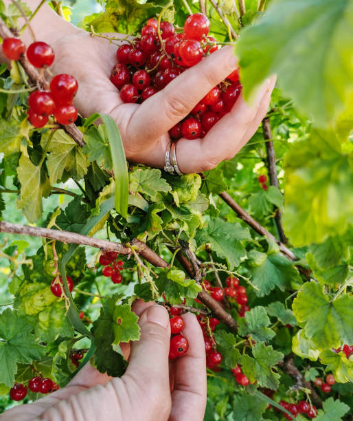 istock Close-up image of hand picking fresh red currant berries in garden. 1463752986