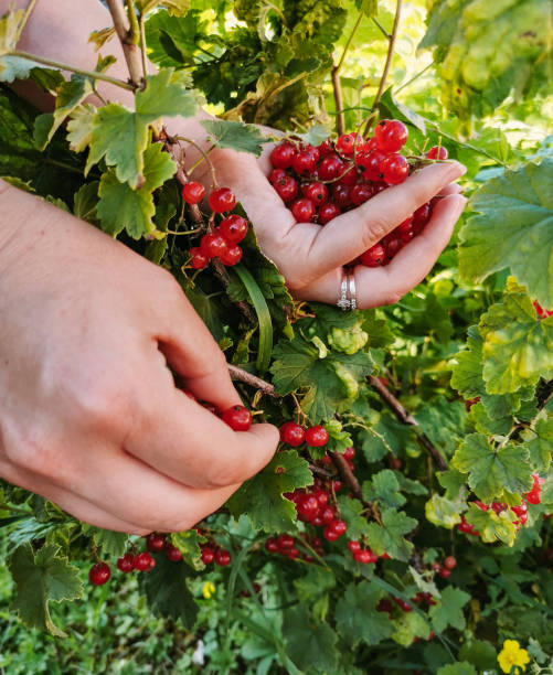 istock Close-up image of hand picking fresh red currant berries in garden. 1463752992