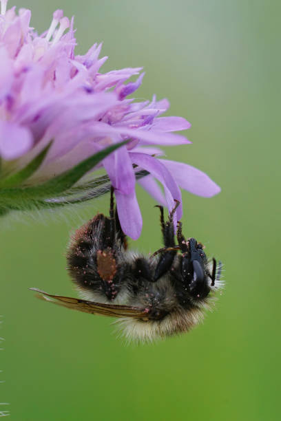 istock Common carder bee, Bombus pascuorum on a purple Field scabious flower 1463753965