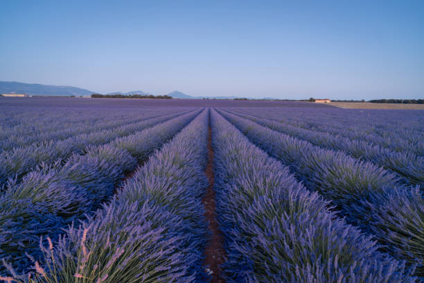 Rows of lavender flowers on the field under a blue clear sky