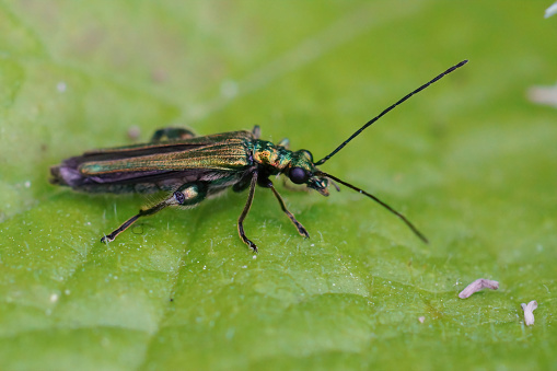 A closeup on a male of the  thick-legged flower beetle, Oedemera Nobilis , on a green leaf