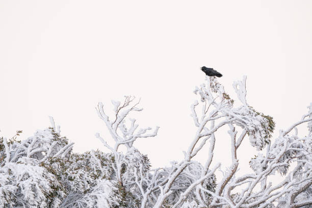 A forest Raven at Mount Hotham, Victoria, Australia