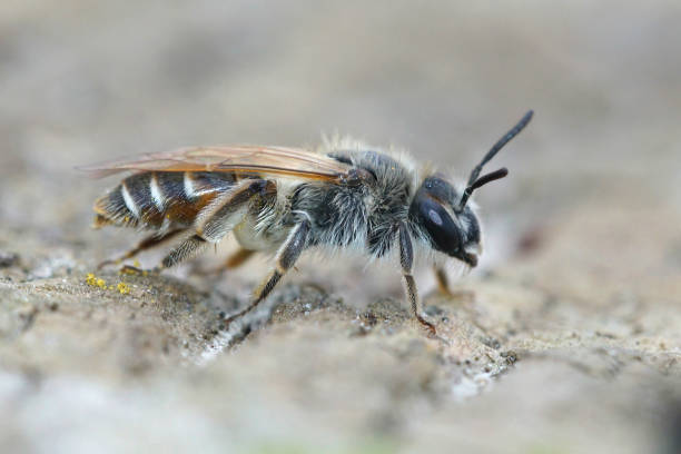 istock Female red bellied miner on the ground 1463754713