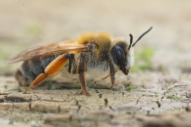 istock Closeup shot of a gray-gastered mining bee on a rock 1463754724