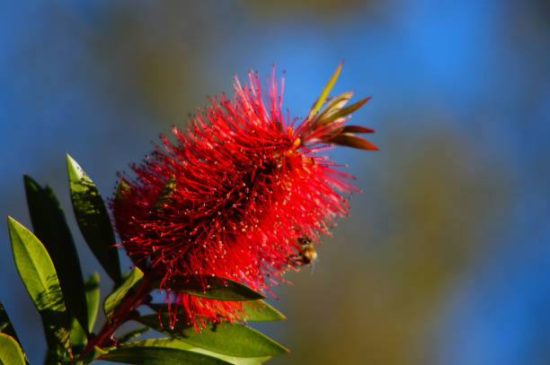 istock Inflorescence of the Albany bottlebrush 1463754736