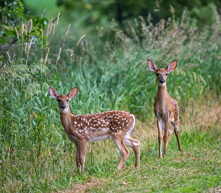 A closeup of two wild deer on a grassy field