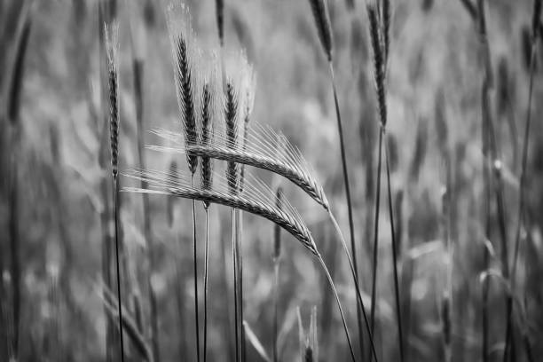 istock Grayscale shot of bent wheat ears at a field 1463754968