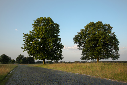 Two tall, old trees stand at the edge of a cobblestone path against a blue sky with clouds