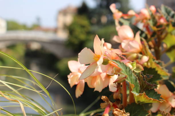Close-up of a blooming flower in Verona