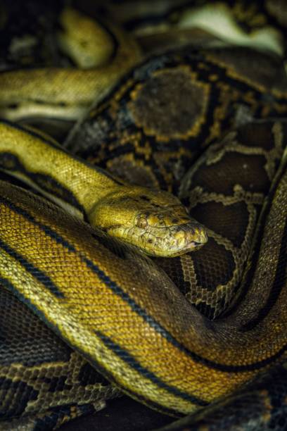 istock Closeup shot of a Reticulated python snake head and skin pattern 1463755892