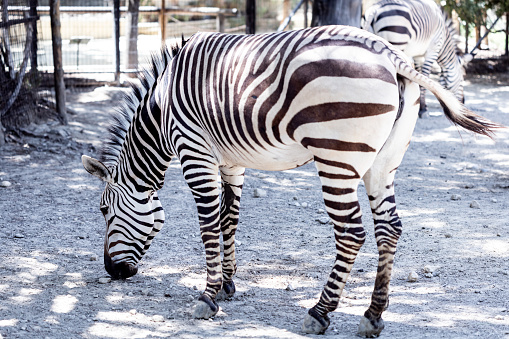 A couple of zebras in the zoo.