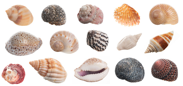 Seashell collection isolated on white background close up.