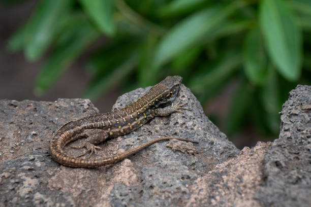 istock Closeup shot of a lizard on a stone 1463757030
