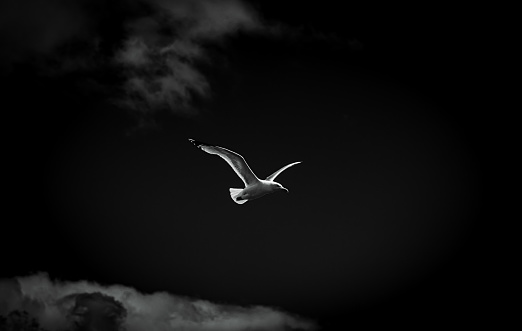 A greyscale shot of a seagull flying high in the cloudy sky