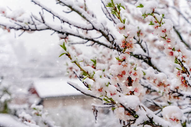 fleurs de l’amandier dans la neige le jour enneigé du printemps. belle scène de nature avec arbre en fleurs et éruption solaire. fleurs printanières.  printemps - tranquil scene tree sunset snow photos et images de collection