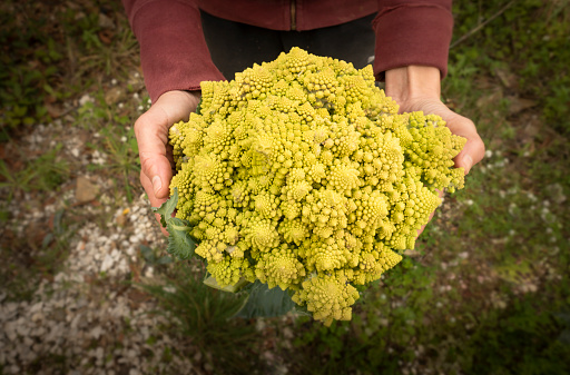 A person holding just harvested Romanesco broccoli