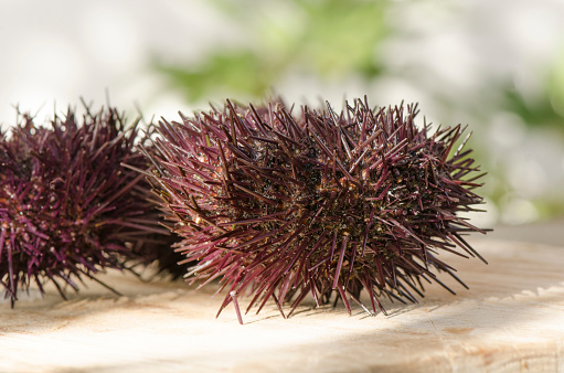 A closeup shot of Mediterranean Sea urchins on a cutting board