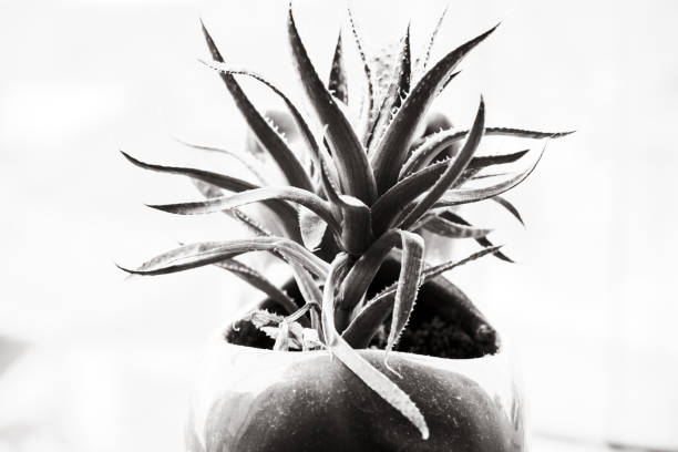 istock Grayscale shot of a potted aloe on a white background 1463761095