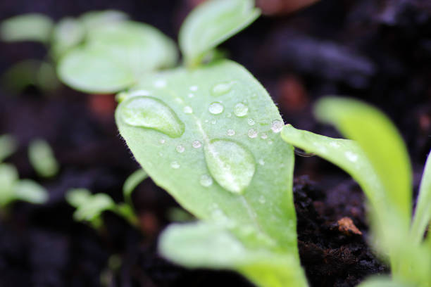 Young plant with raindrop in close-up Multiple raindrops on a plant erde stock pictures, royalty-free photos & images