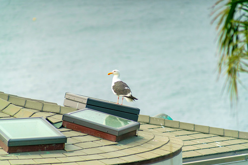 A seagull perched on a roof
