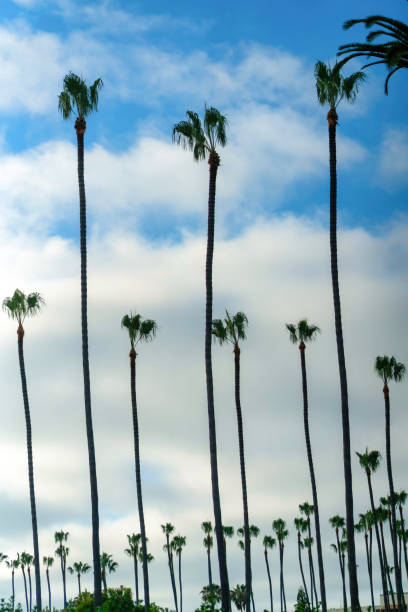 istock Vertical shot of palm trees against the cloudy sky 1463762489