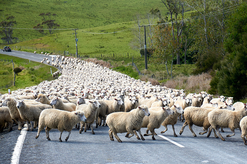 Sheep being herded on New Zealand State Highway 1.