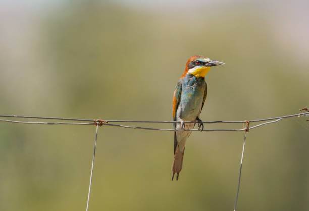 istock European bee-eater perched on a wired fence 1463763756