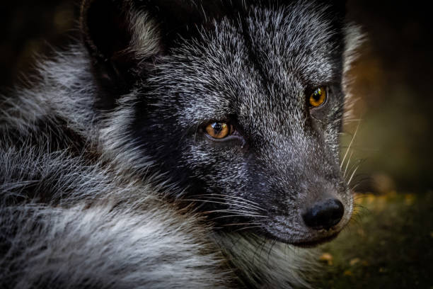 closeup of an arctic fox (vulpes lagopus),white fox,polar fox or snow fox photographed in a zoo - snow white animal arctic fox imagens e fotografias de stock