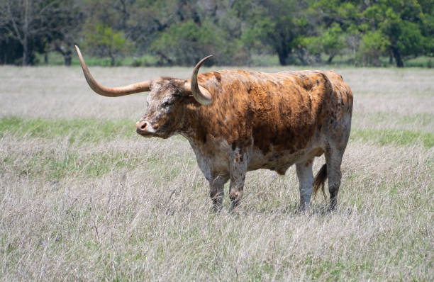 istock Texas Longhorn standing in a pasture of tall grass 1463764492