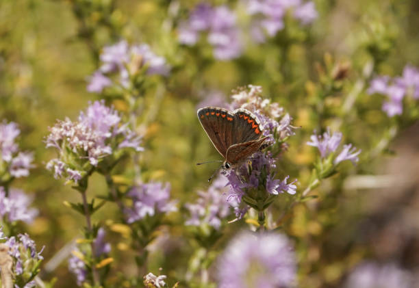 A selective focus shot of southern brown argus feeding on wild thyme