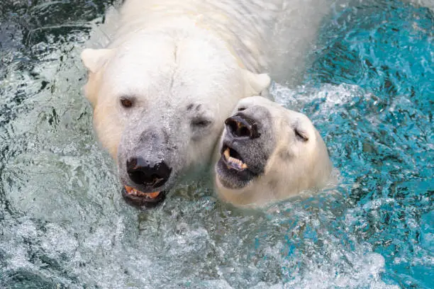 Photo of two polar bears playing