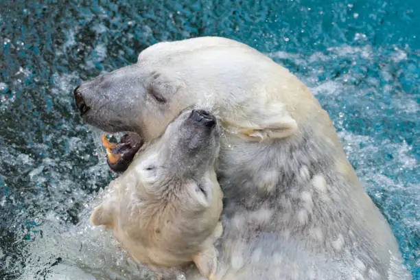 Photo of two polar bears playing